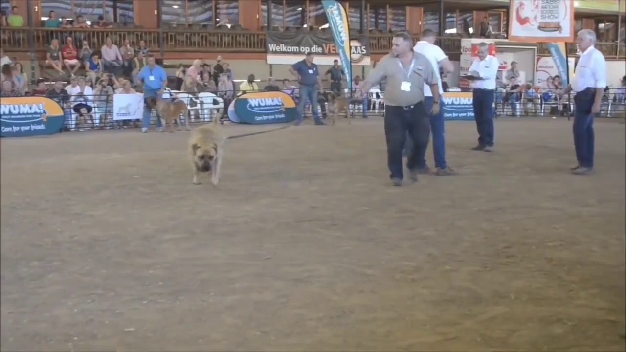 Rare footage of legend Middlepos Alpha  #bestboerboelEver #legend #SA #champ