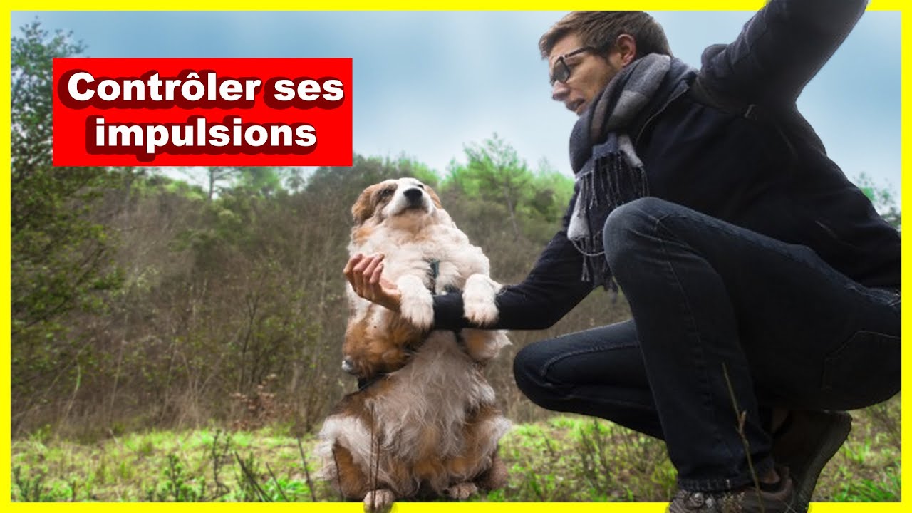 Chien impulsif -  Mes trois exercices d’auto-contrôle