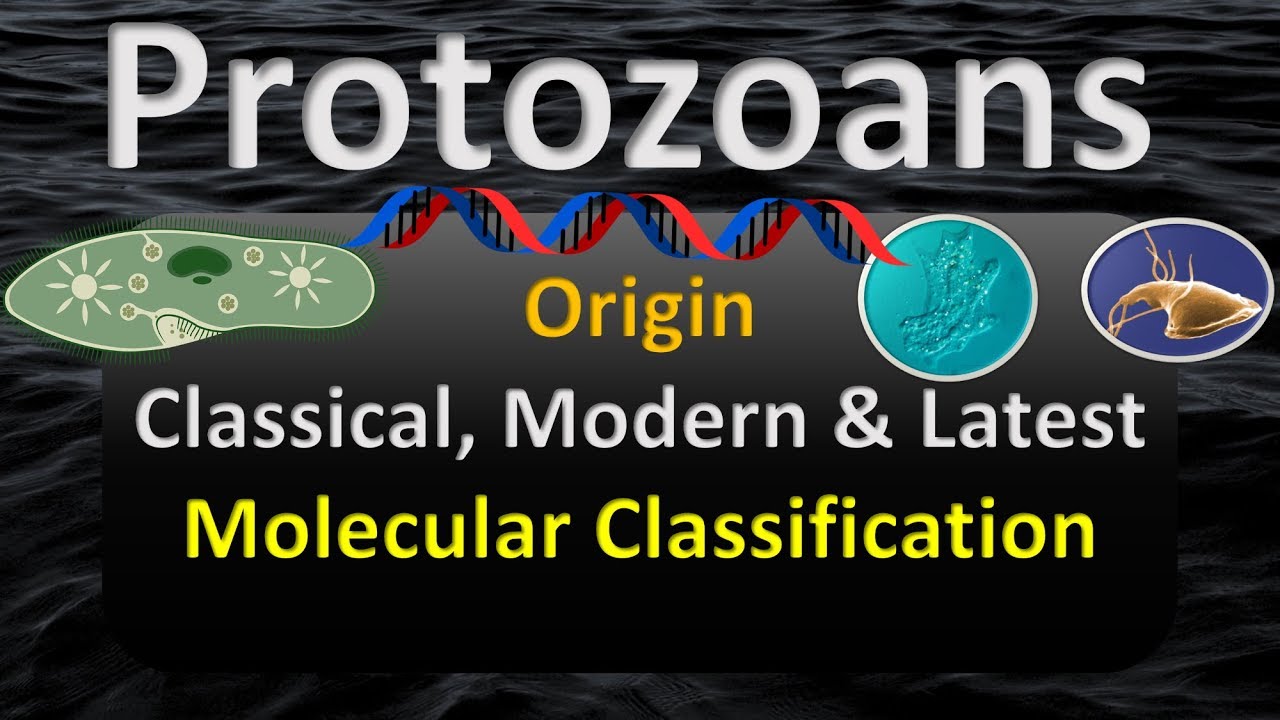 PROTOZOA LATEST CLASSIFICATION | ORIGIN & HISTORY