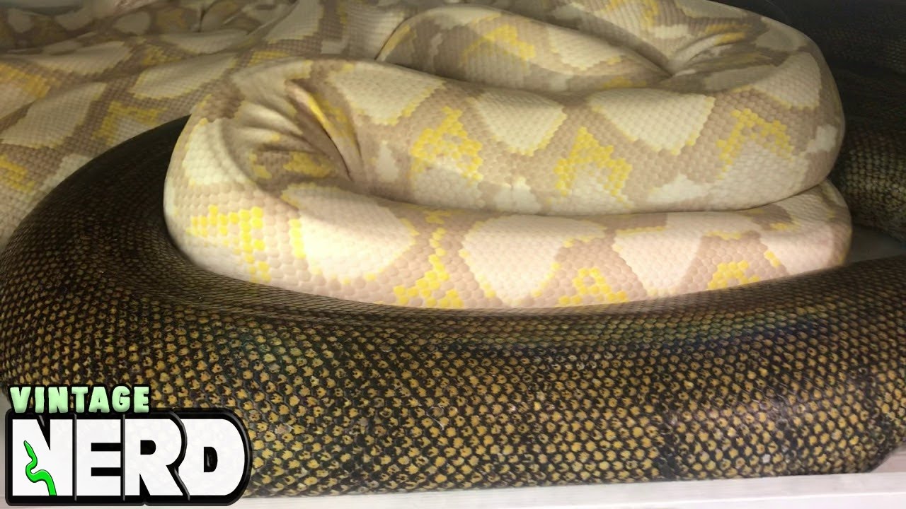 Breeding GIANT PYTHONS - Breeders Notes.