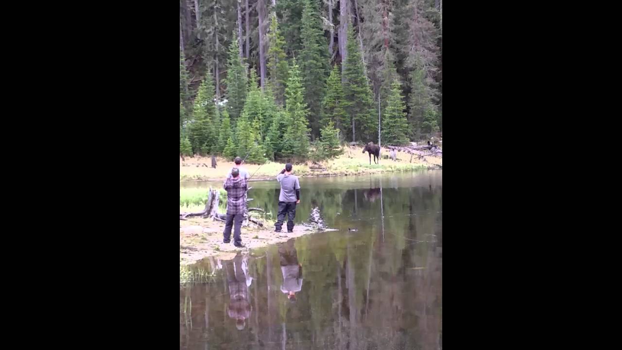 Moose at divide lake Weimanuche