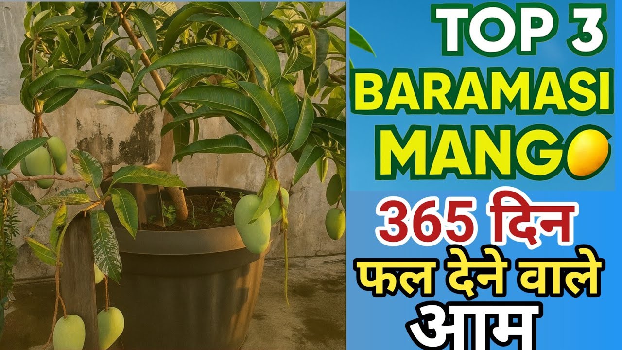 Top 3 Baramari All Time Mango | Thai All Time Mango | बरामासी | Hybrid All Time Mango 