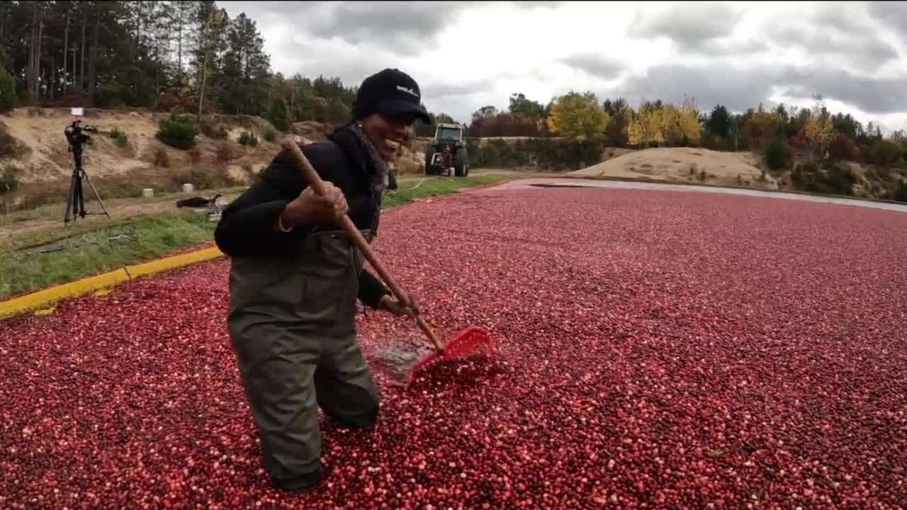 Cranberry harvest season underway in Wisconsin