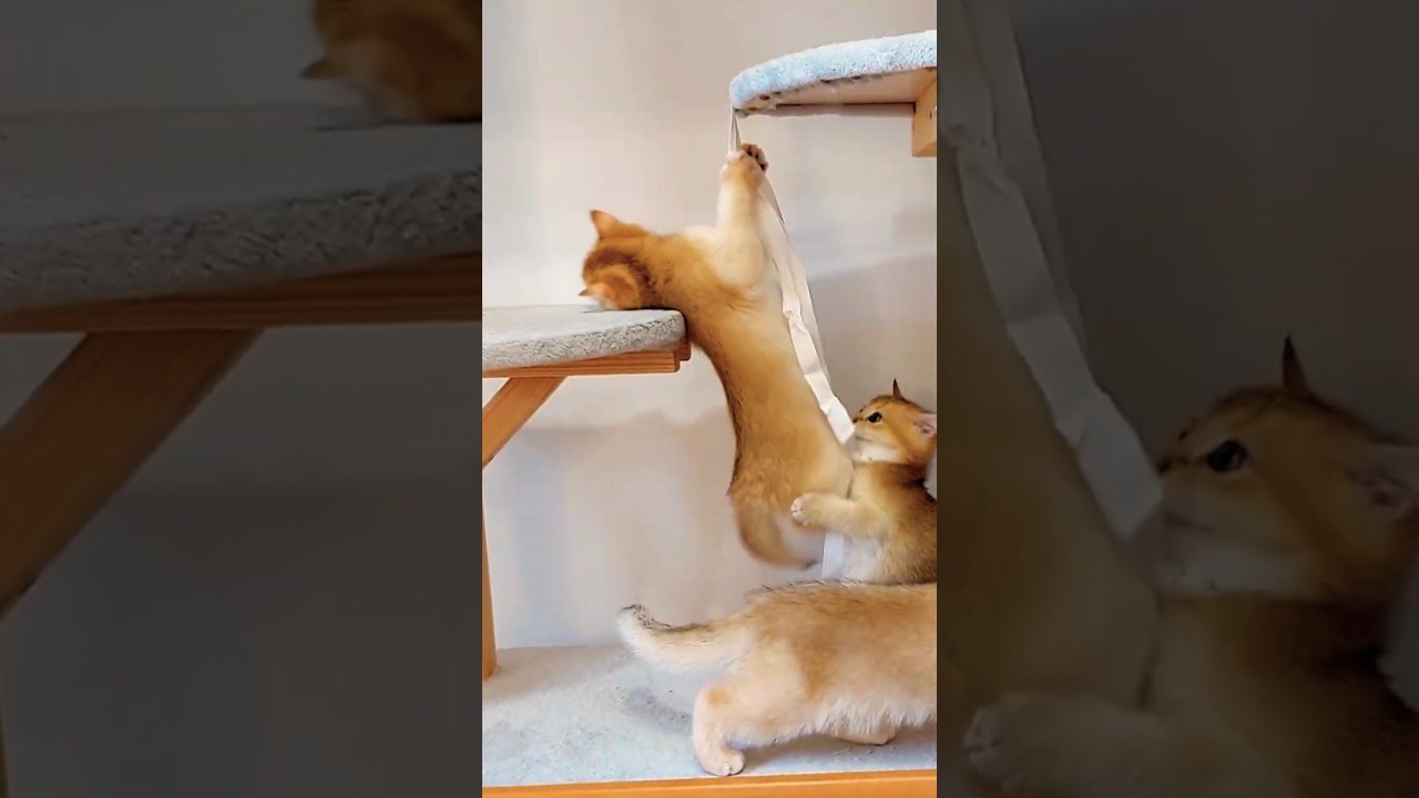 Look what we can do! Cute kittens.