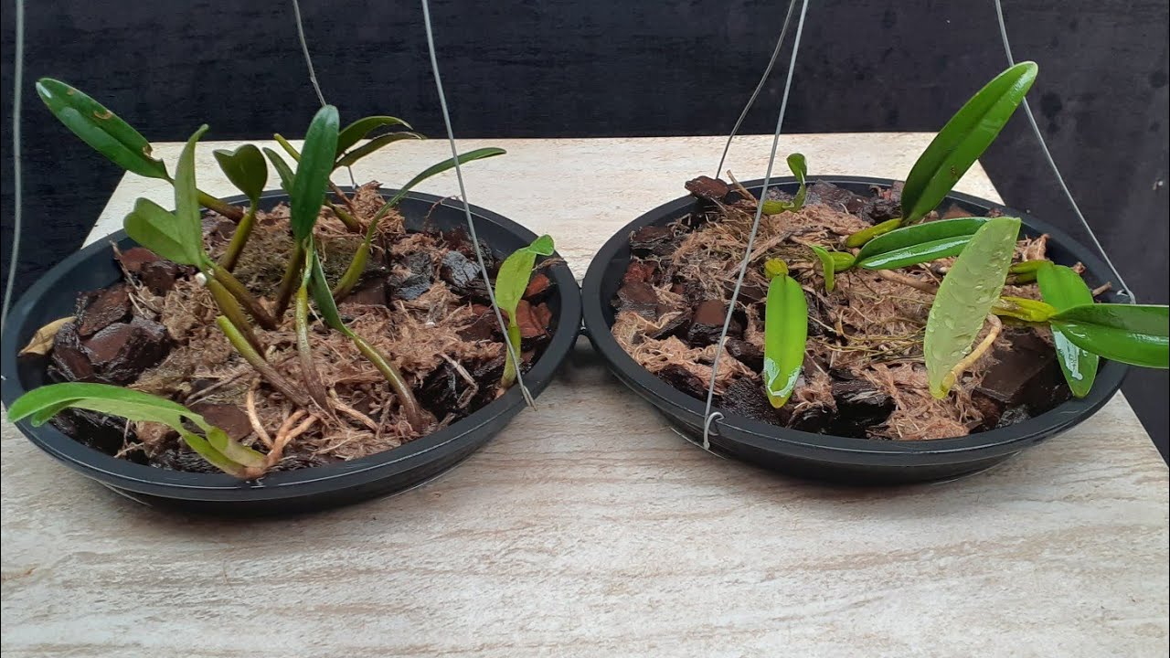 Bulbophyllum (cultivo)