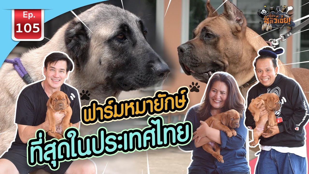 Big Dog Farm ฟาร์มหมายักษ์ที่สุดในประเทศไทย - เพื่อนรักสัตว์เอ๊ย EP.105