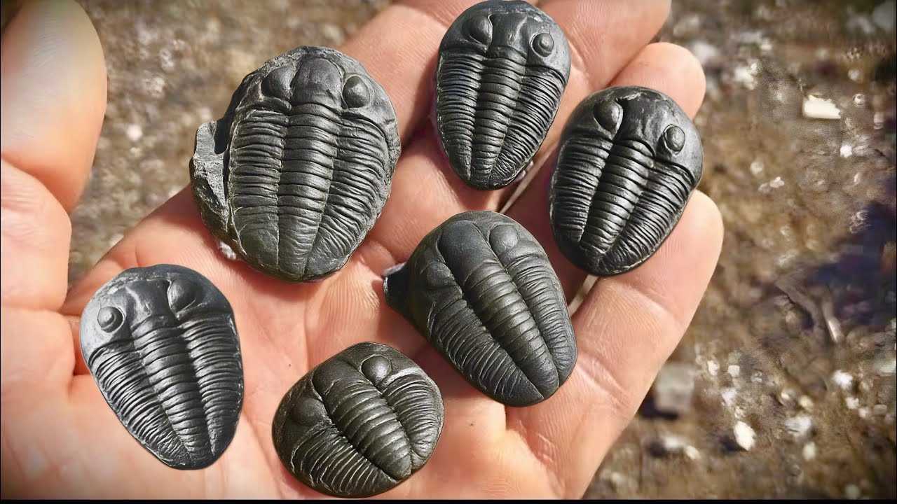 Fossil Digging for 500 Million Year Old Trilobites in Utah