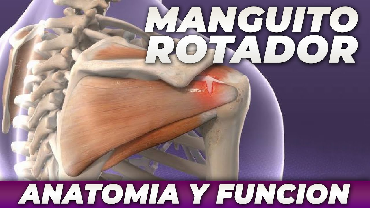 MANGUITO ROTADOR | ANATOMIA Y FUNCION | PABLO PIZZURNO