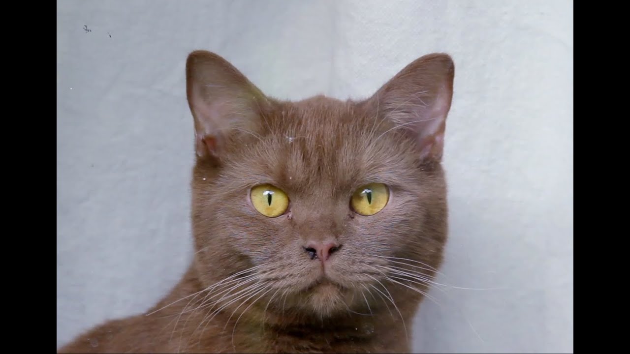 Metronomy - Hypnose (Official Video - Late Night Tales)