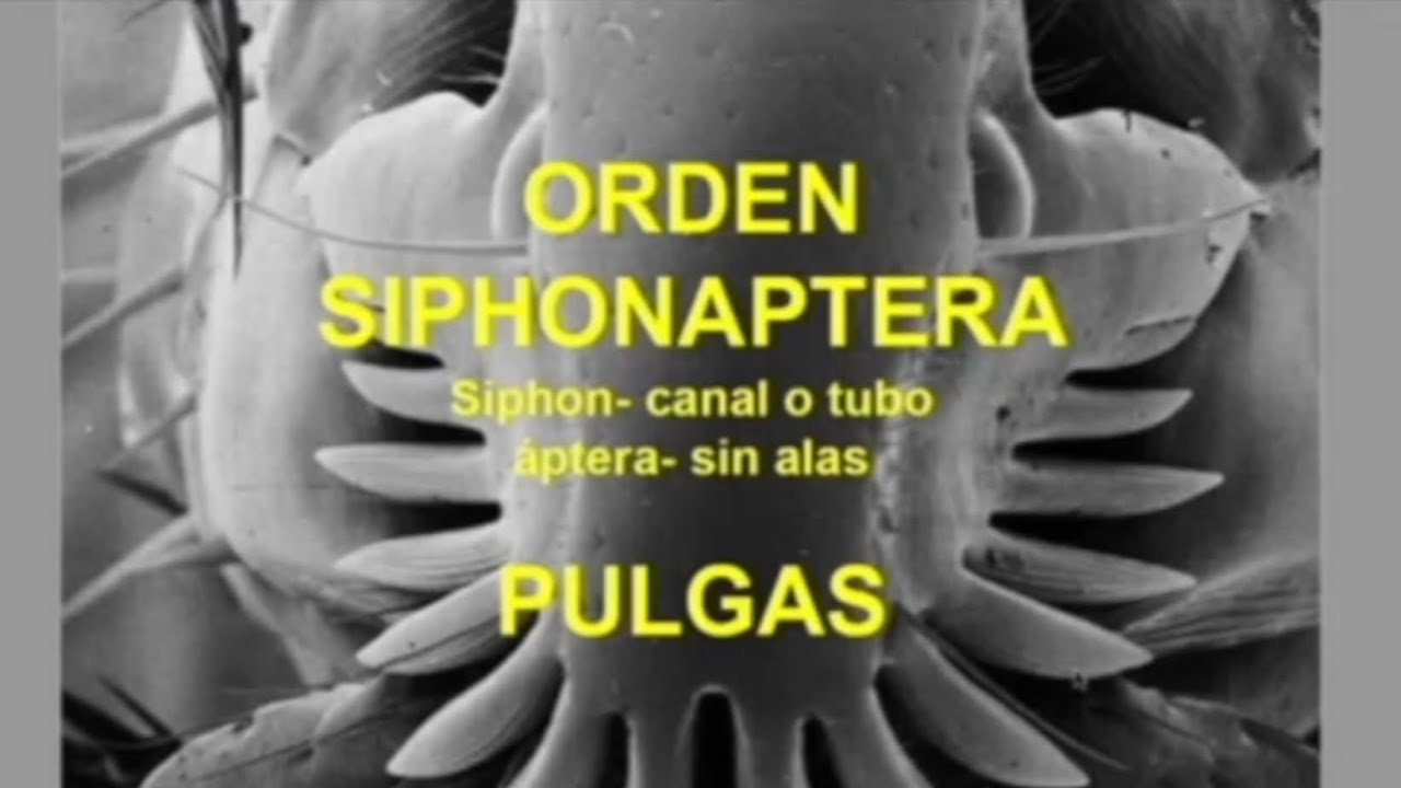 Orden siphonaptera (Pulgas)