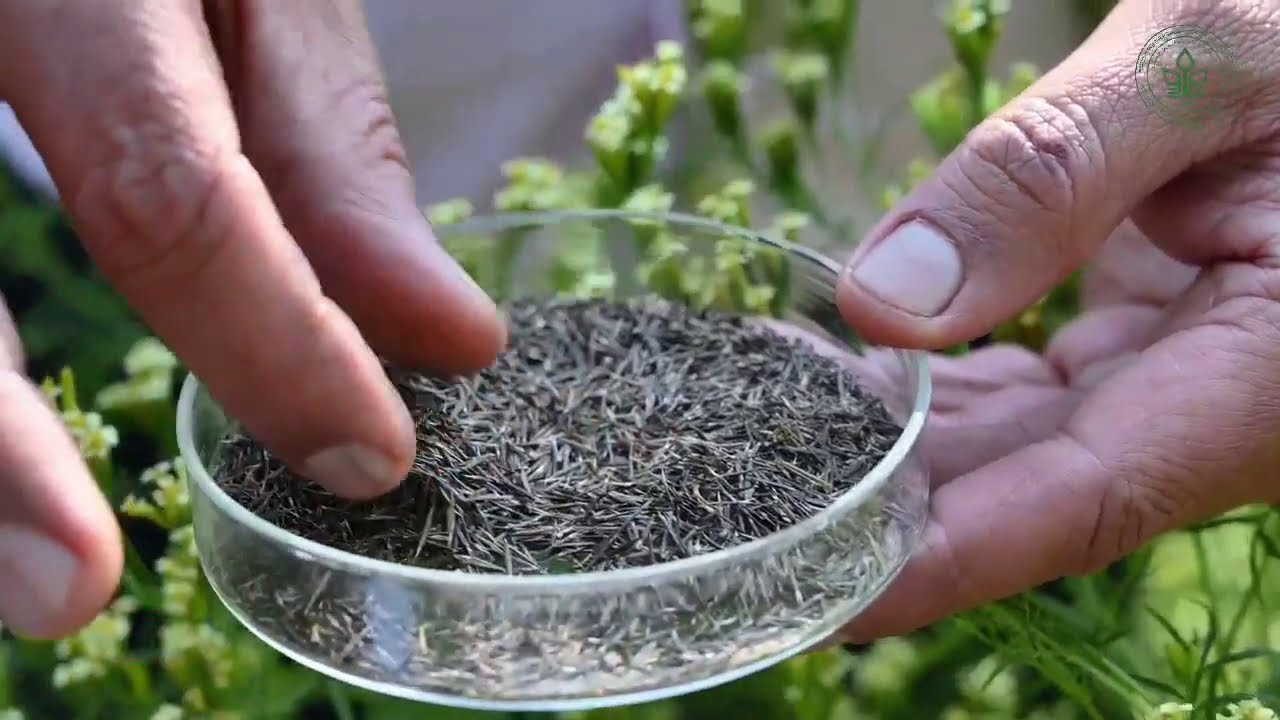 Cultivation of wild marigold जंगली गैंदा -Tagetes minuta | Soil Fertility | Aromatic Oil| Part I
