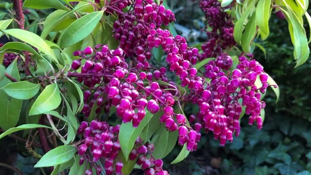Pieris japoński. Ciekawe odmiany - Valley Valentine oraz Valley Rose