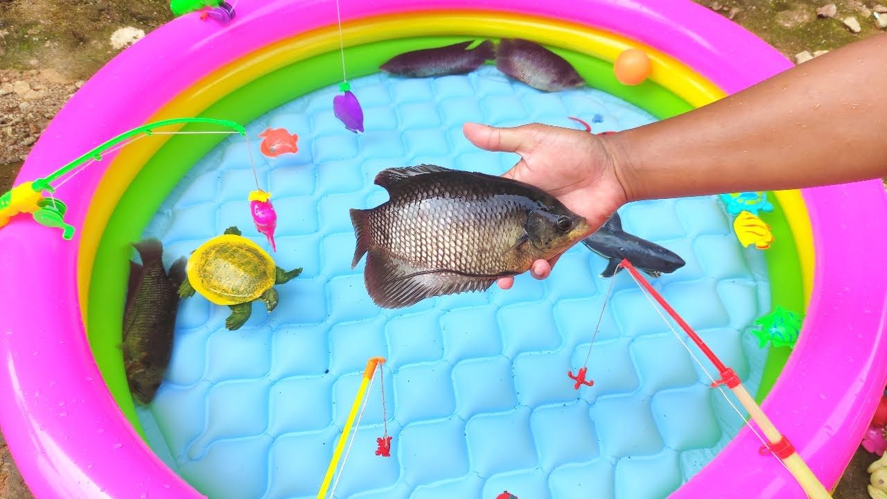 Menangkap Ikan di Kolam, Ikan Hias, Ikan Koi, Ikan Lohan, Ikan Hiu, Ikan nemo, Ikan marlin, kepiting
