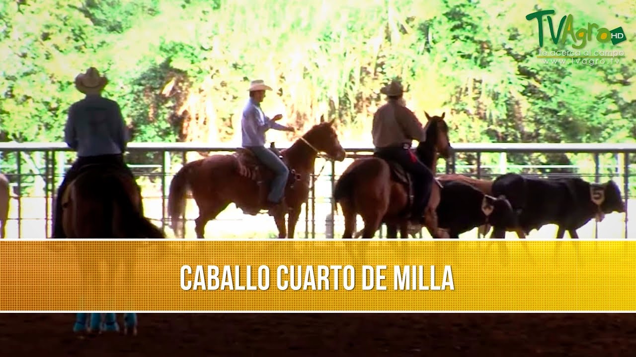 Caballo Cuarto de Milla - TvAgro por Juan Gonzalo Angel Restrepo