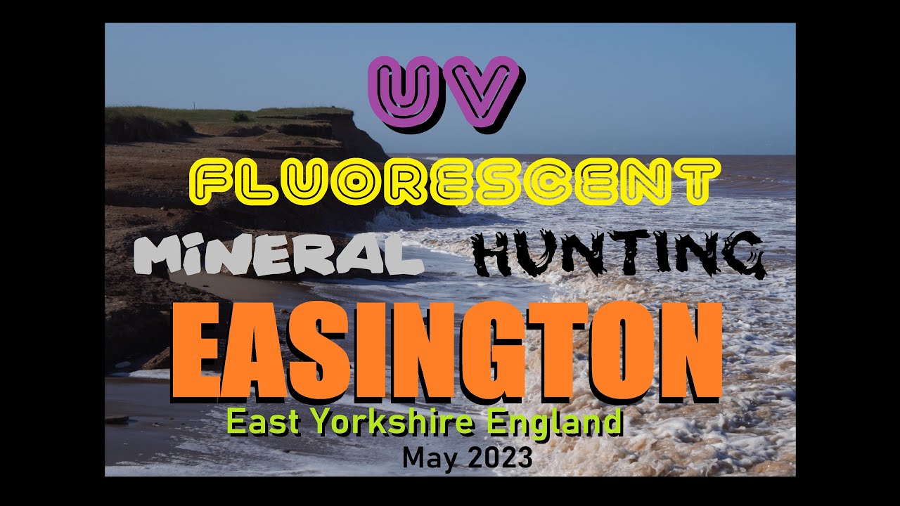 Fluorescent Mineral Hunting Septarian 'Dragon Eggs' In 365nm UV, Easington Beach East Yorkshire UK