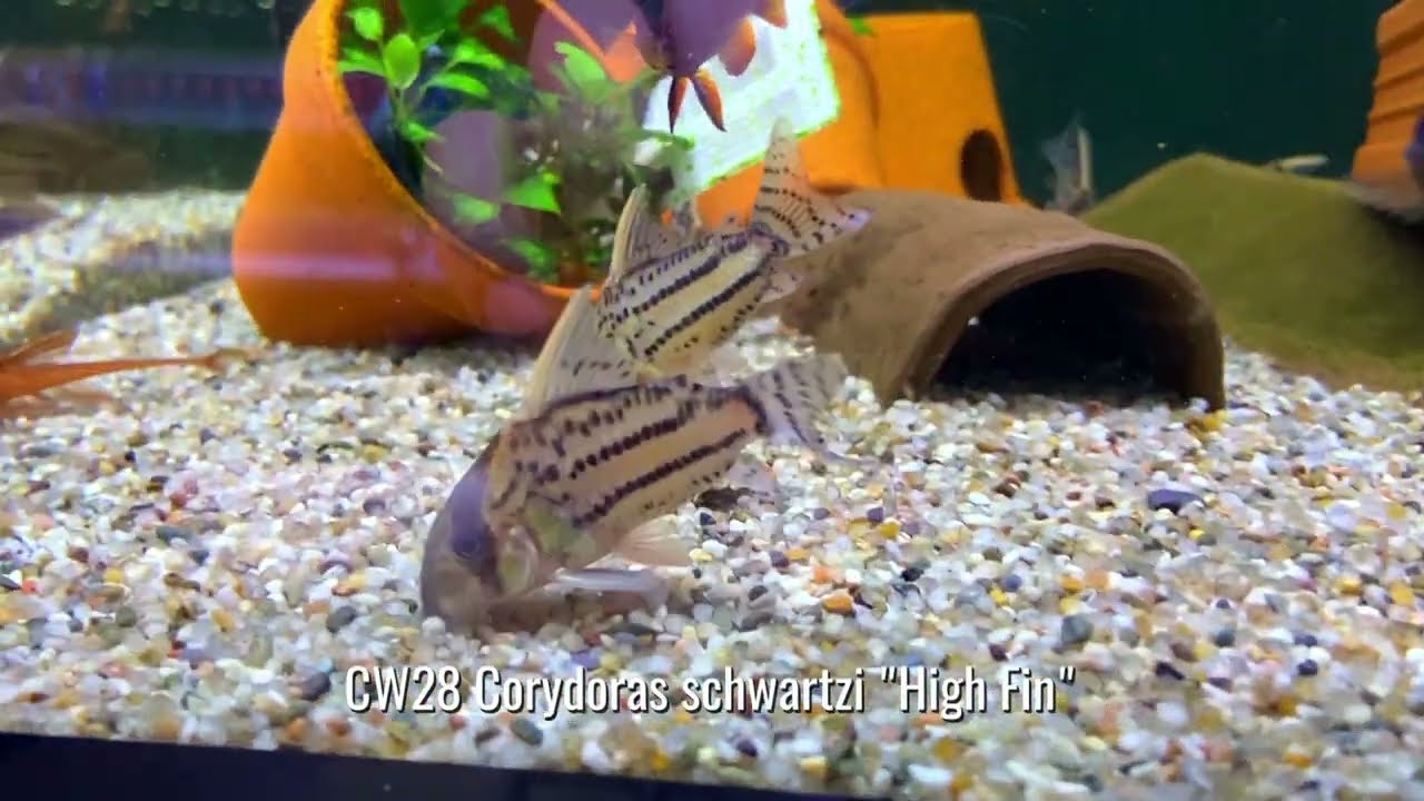 Cory Hallelujah