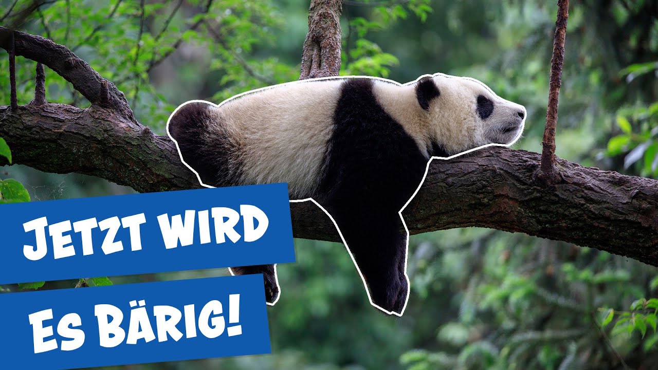 Spezialfolge: Die Pandas im Zoo Berlin I Panda, Gorilla & Co.