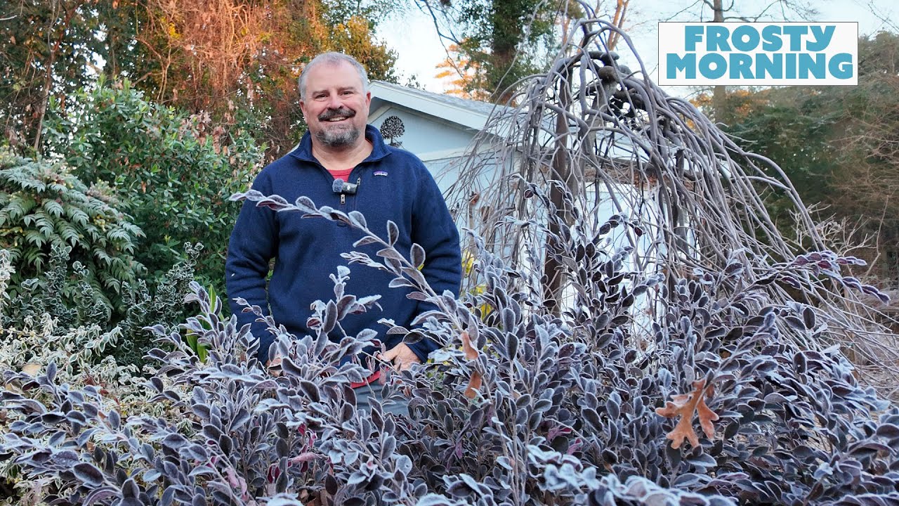 Why I Love a Cold Winter in the Garden