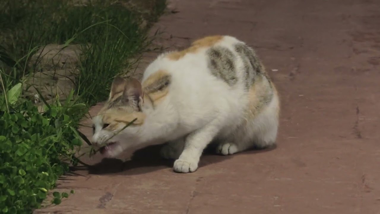 Mano tries some grass before dinner 
