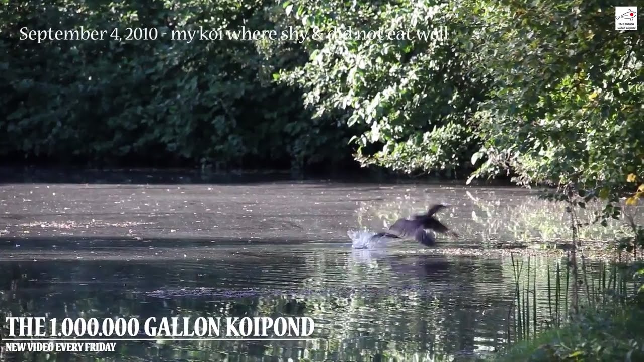 The 1.000.000 Gallon Koipond - E010 - Koi under attack