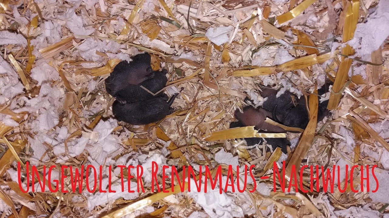 Ungewollter Nachwuchs 🐭❤ MyGerbilsWorld