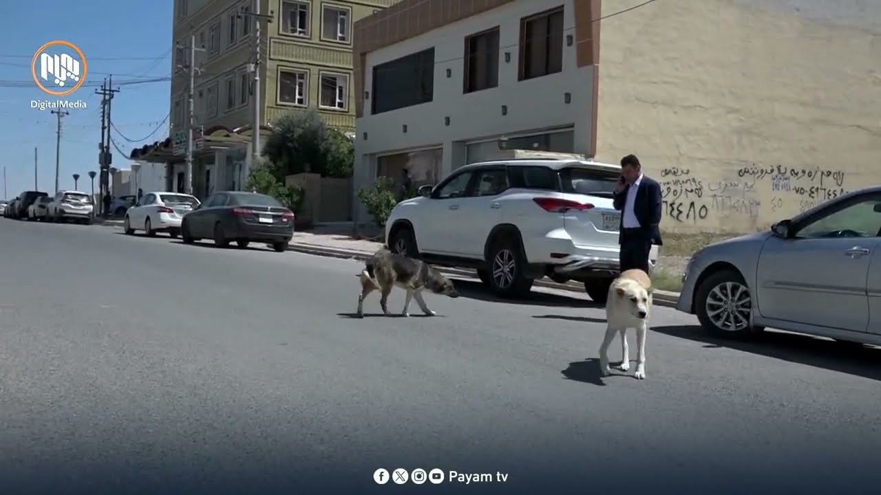 داموده‌زگا په‌یوه‌ندیداره‌كان ڕێگه‌چاره‌یان بۆ دیارده‌ی زۆربوونی سه‌گی بێلانە نه‌دۆزیوه‌ته‌وه‌