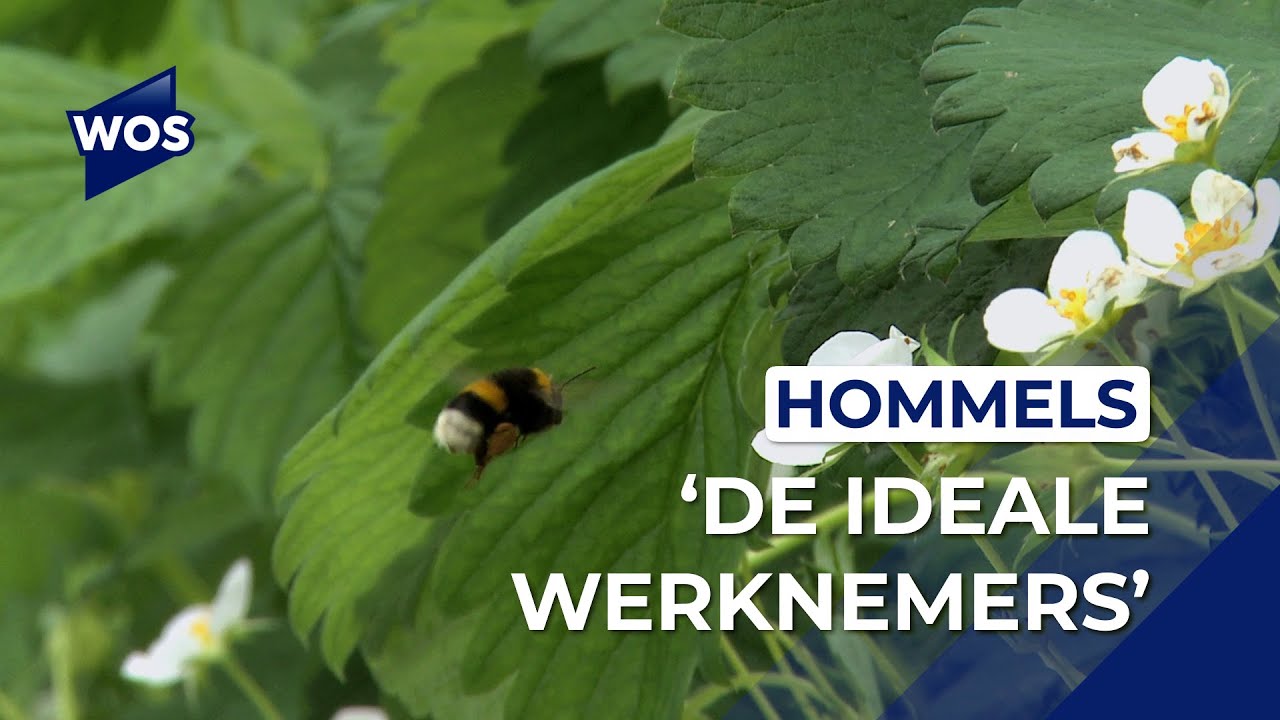Hommels: de geheime superhelden van de kas