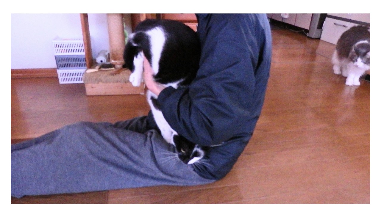 じいじさんから手足を拭いてもらっている子猫ダルちゃん【じいじさんとばあばさんが猫たちと暮らす】