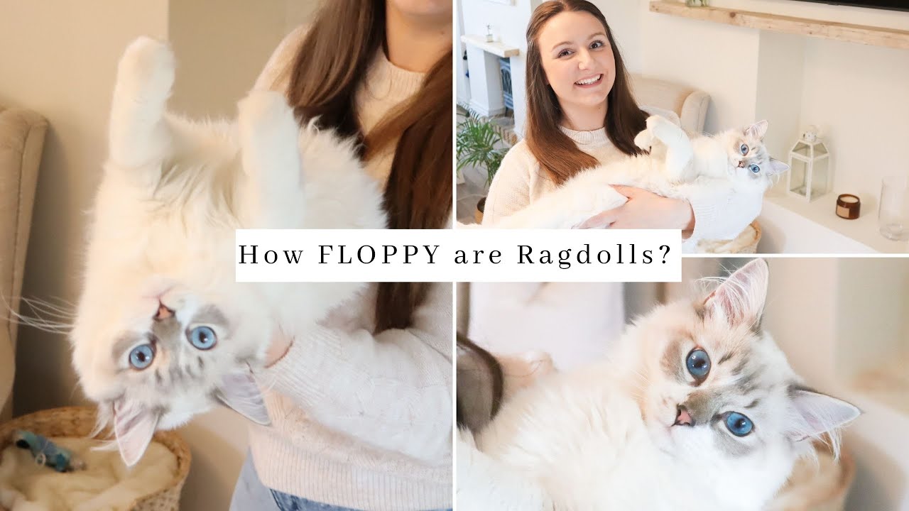 Life With A Ragdoll, How FLOPPY Are They & Ragdoll/Echo Q&A + Advice! - SO CUTE