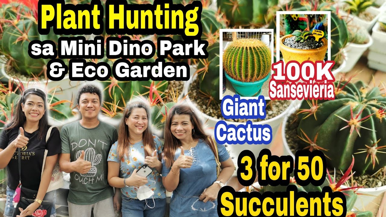 PLANT HUNTING SA MINI DINO PARK & ECO GARDEN I 3 FOR 50 NA SUCCULENTS I NAPAKAMURANG CACTUS