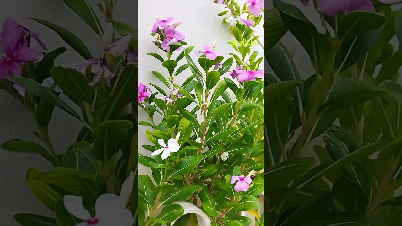 Gardening on Terrace @ShabLko