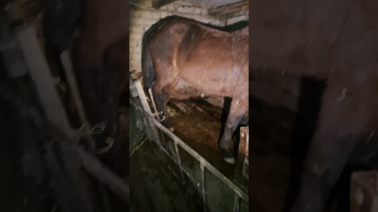 Ауылдағы тіршілік. Қалың қар