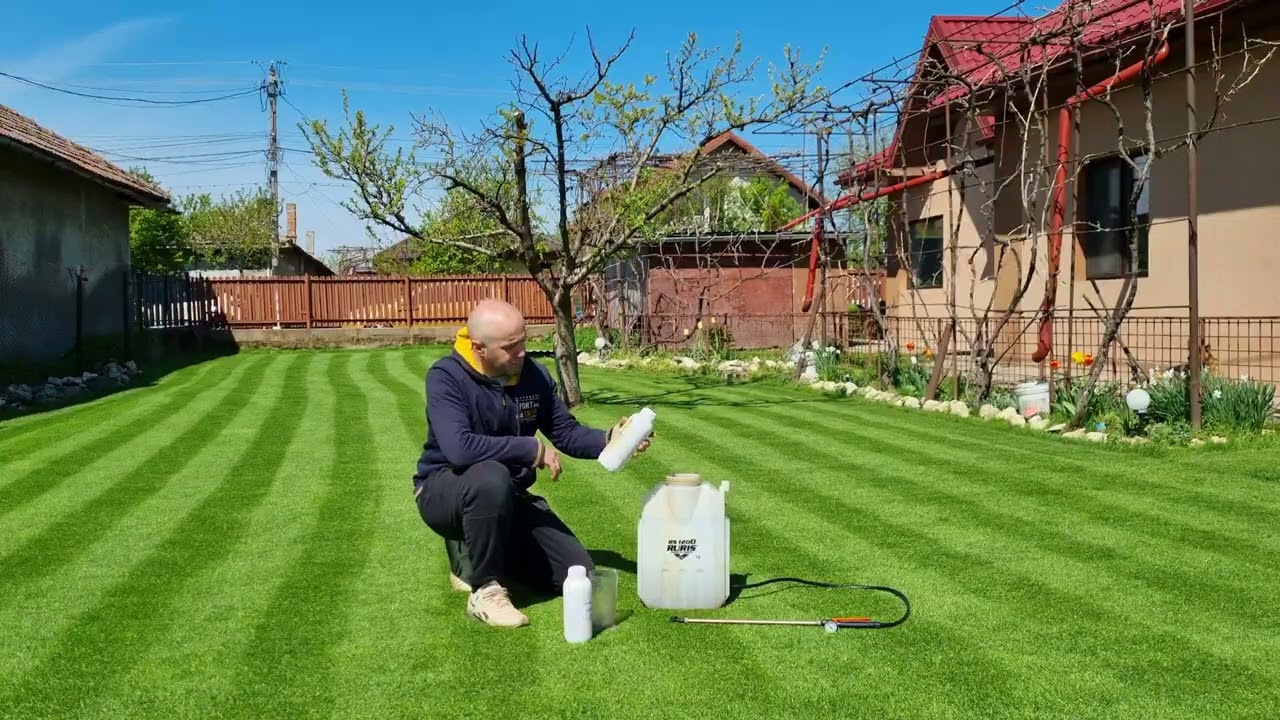 gazonul tuns la 19 mm si aplicare de ingrasamant foliar