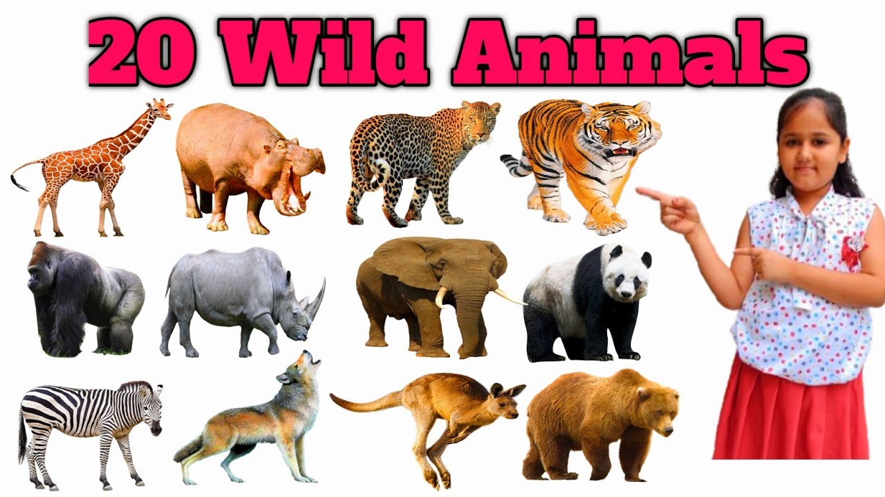 Wild Animals | जंगली जानवरों के नाम | Wild Animals Name in Hindi and English #education #learning