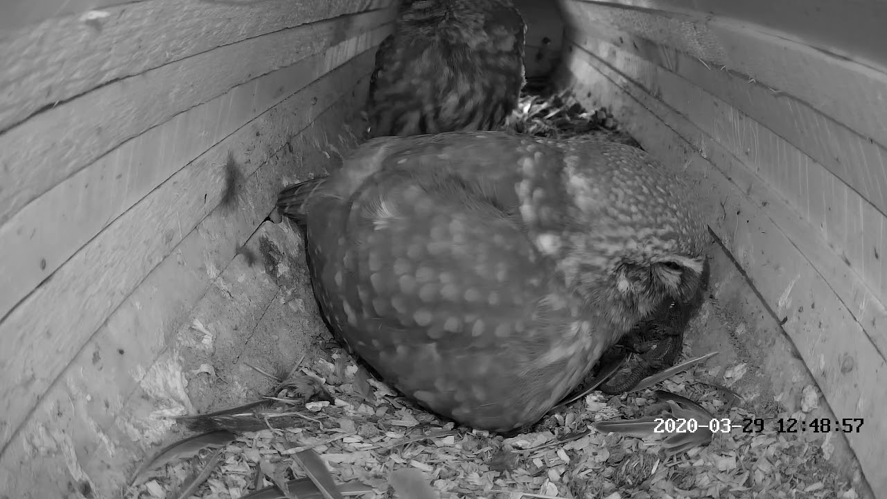 Little Owl food courier