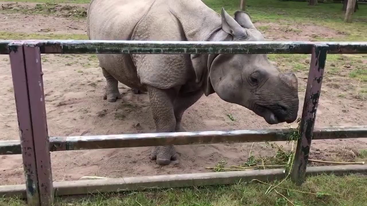 🎥 VIRTUAL ZOO DAY 6 LIVE: Breakfast with the one horned rhinos! 🦏