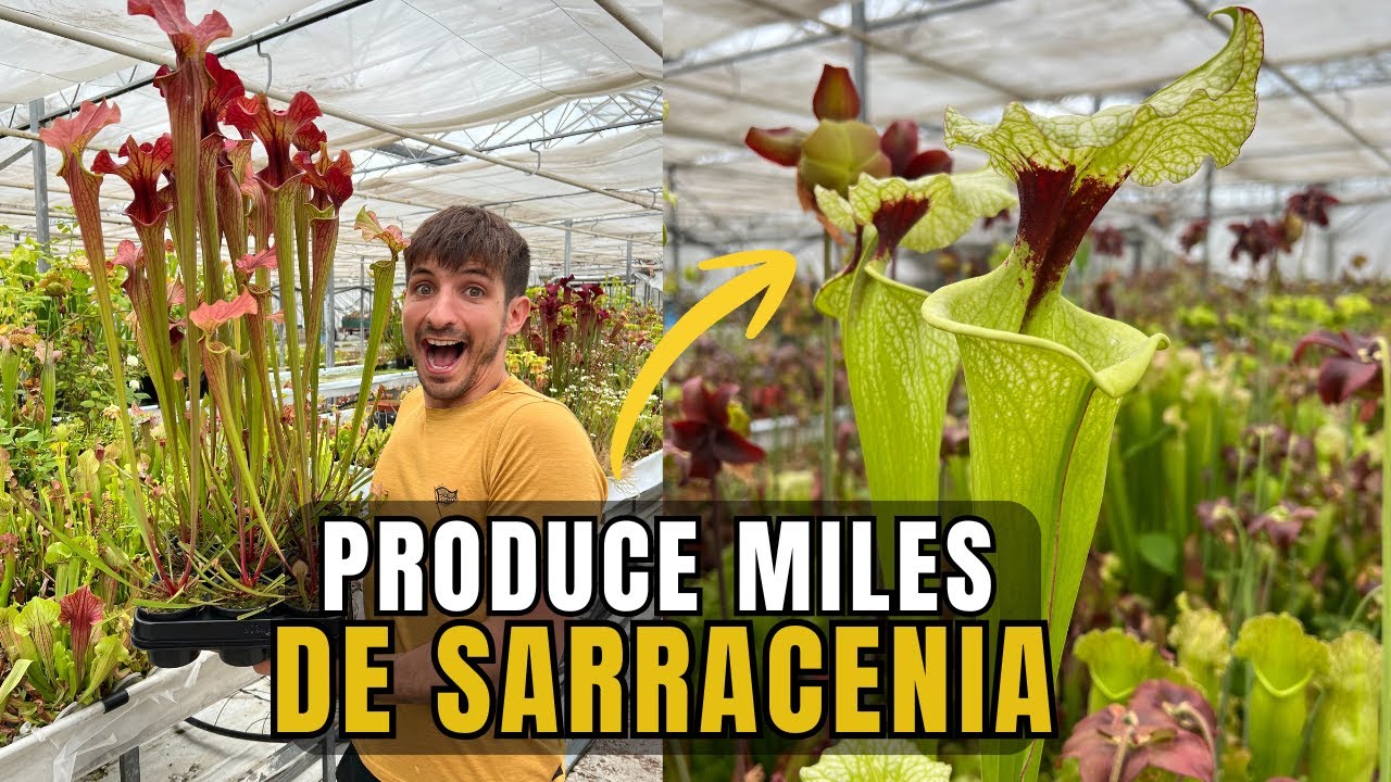 Produce miles de plantas carnívoras en sus invernaderos