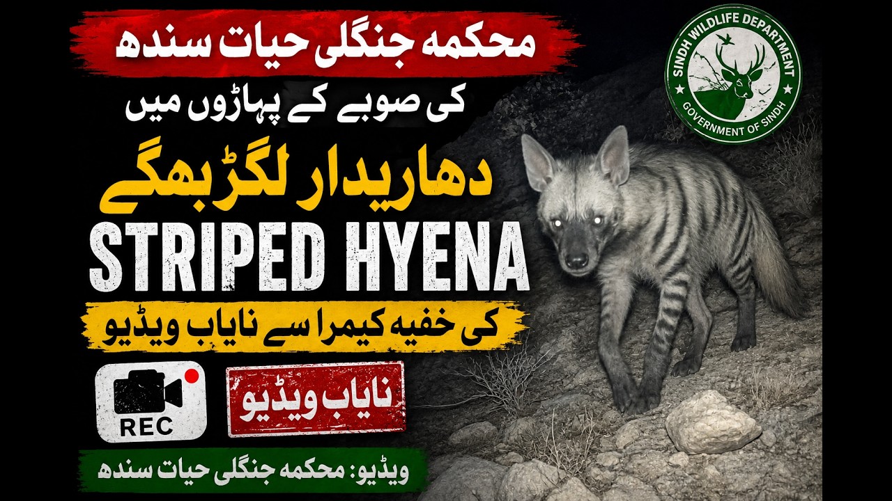 Rare Footage! Striped Hyena Spotted in Sindh Mountains | Sindh Wildlife Discovery