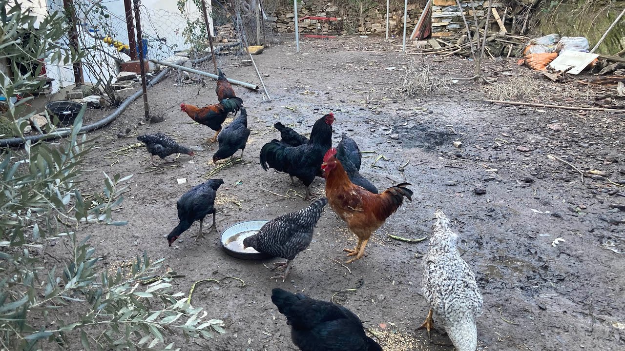 Tavuklar  cıldırdı keçiler bırakmadı günlük işler #keşfet  