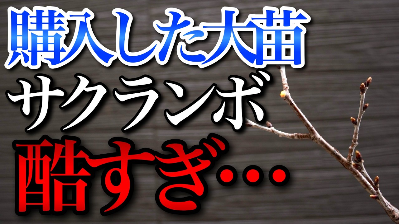 購入した大苗さくらんぼが酷すぎたので剪定していきます