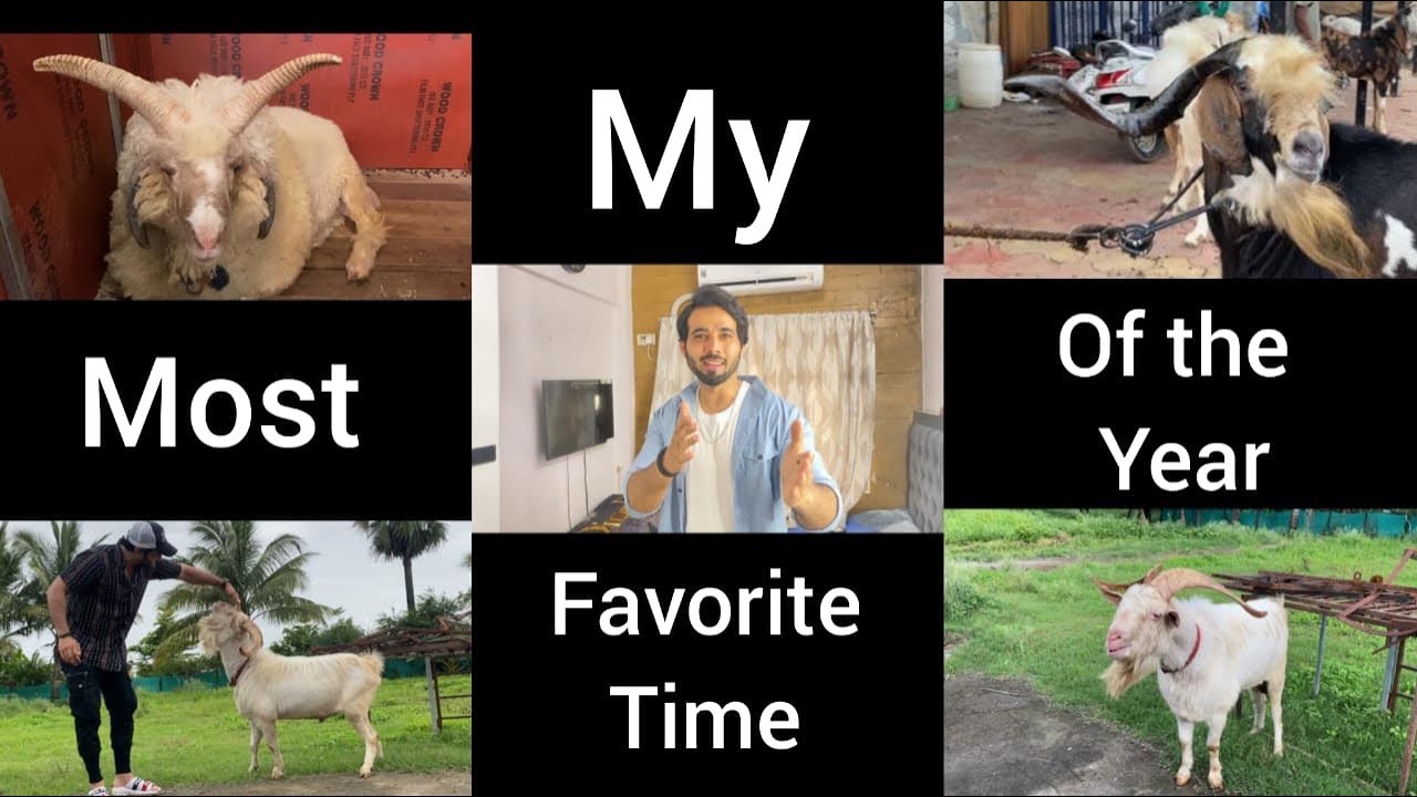 My goats for this EID 2021 |Goats India| Kota|Sanen| Shezaan Shaikh |Mumbai|Farm trip😇