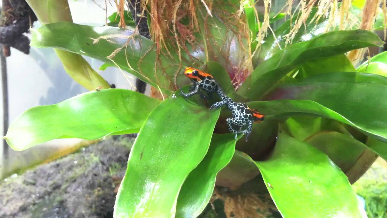 Ranitomeya arena blanca