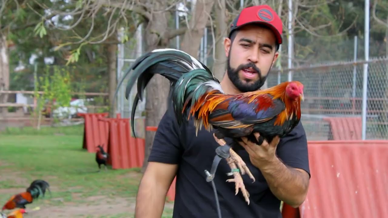 Descansaderos para Sementales - Gallos RR