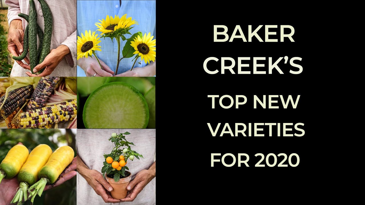 New RARE SEED Varieties for 2020! Amazing heirloom seeds!