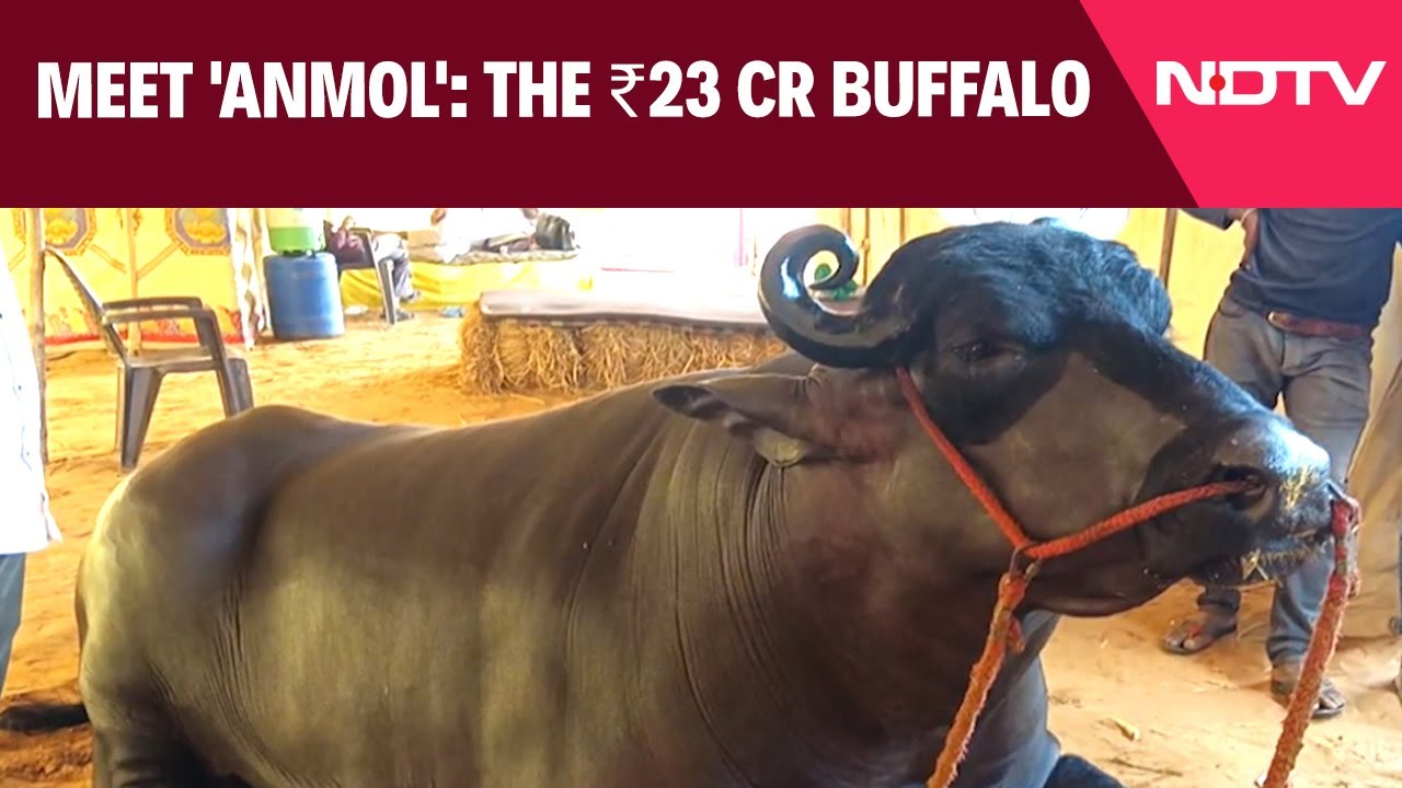 Pushkar Fair | Meet 'Anmol': The 23 Crore Buffalo Stealing the Show at Pushkar Animal Fair