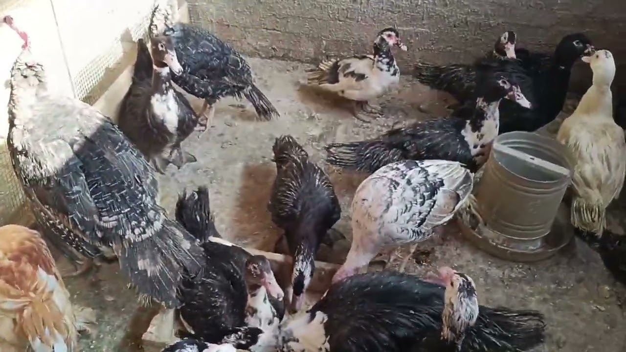 الرومي وطرق العلف