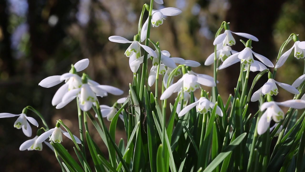 Alderford Common in February - Mindful Minute in Nature - Relaxation in wild Norfolk