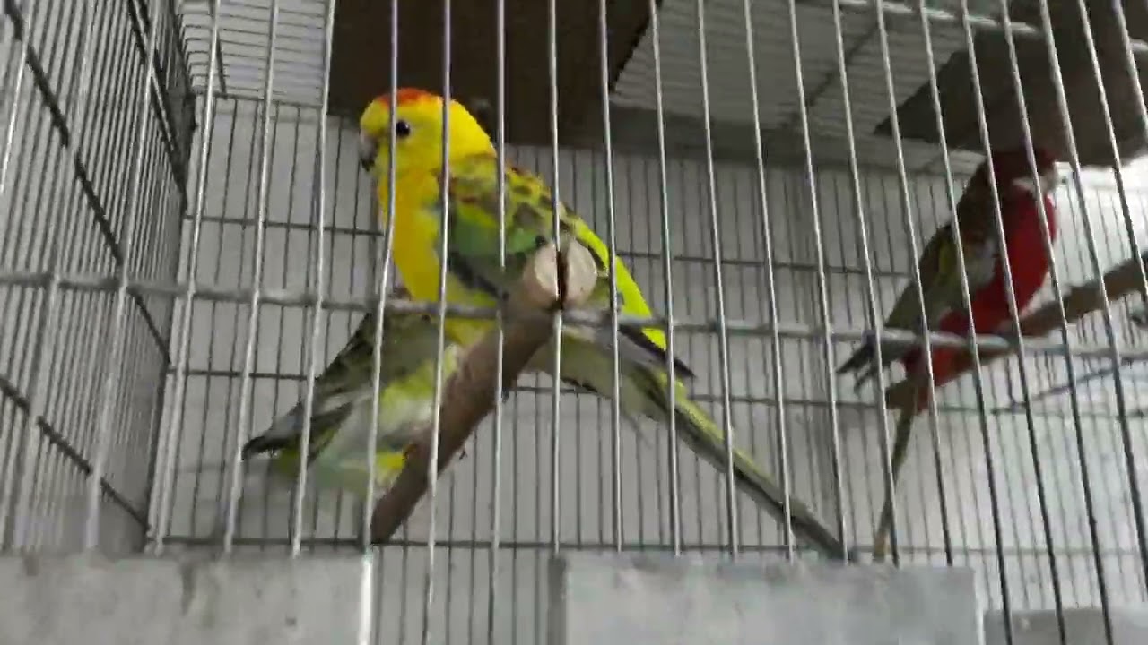 encontre  pássaro em Belo Horizonte  mercado central