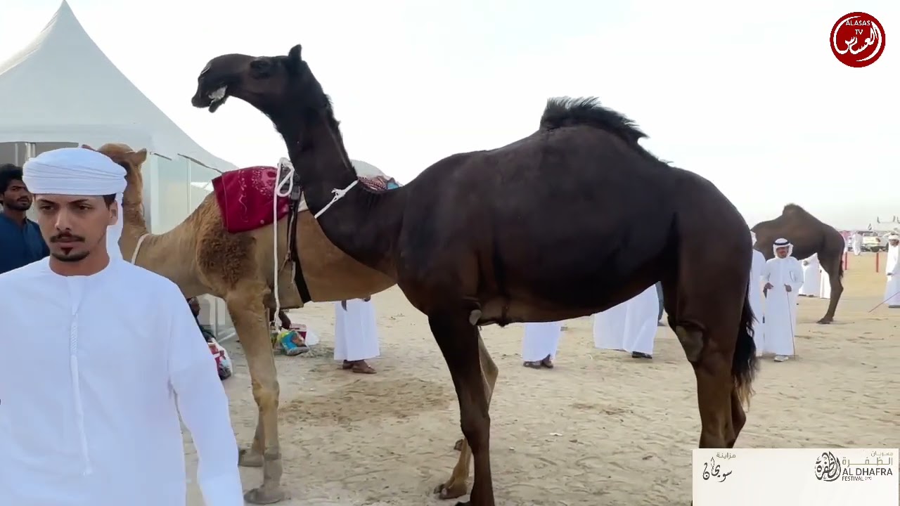مهرجان الظفره مزاينة رزين دخول القايا مجاهيم ومحليات اصائل