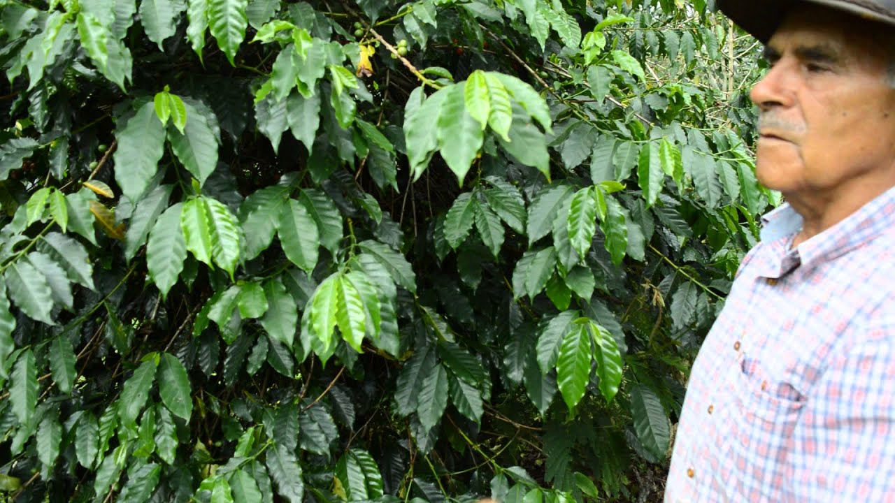 Coffee Tree Joe Leahy Kilima Coffee Plantation, Nebilyer Valley, Mt Hagen WHP PNG Apr2015